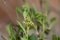 Dodonaea viscosa